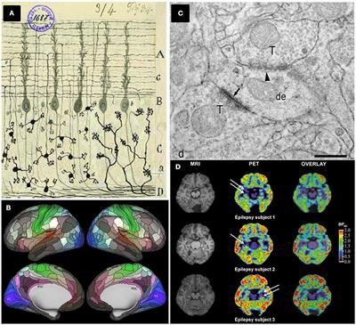 Brain Mapping and Synapse Quantification In vivo: It's Time to Imaging